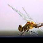 Ruddy Darter (female)