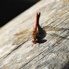 Ruddy Darter Macro - Sympetrum Sanguineum