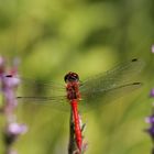 Ruddy Darter Macro - Sympetrum Sanguineum