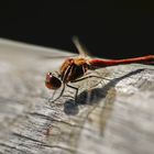 Ruddy Darter Macro - Sympetrum Sanguineum