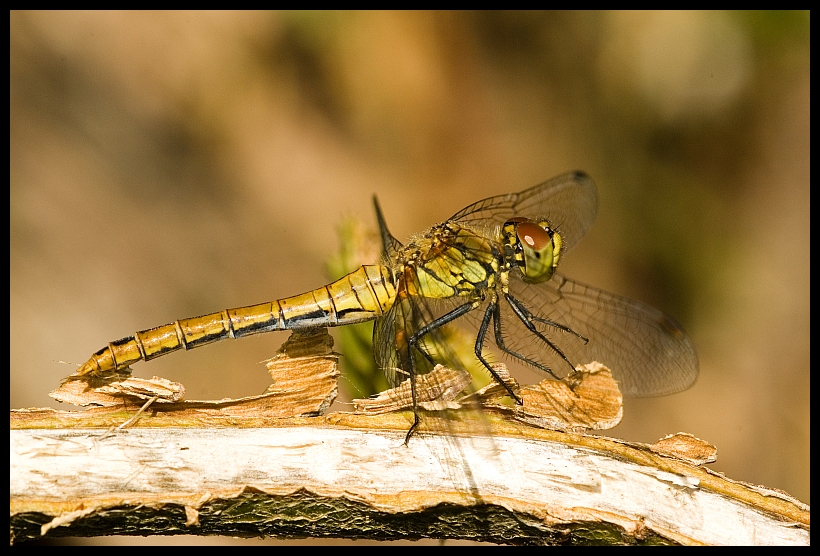 Ruddy Darter (Sympetrum sanguineum) - female