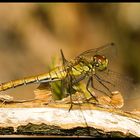 Ruddy Darter (Sympetrum sanguineum) - female