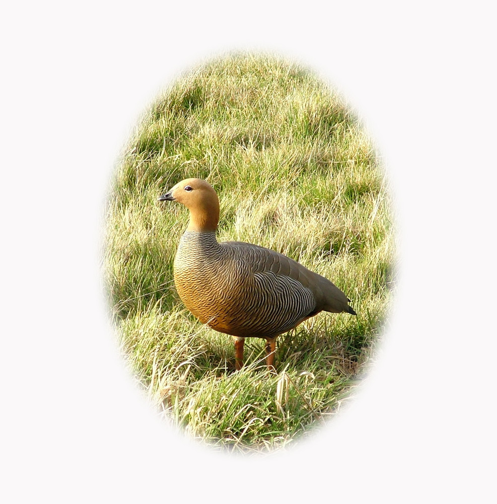 Ruddy-headed Goose