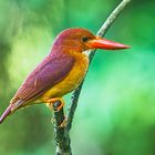 Ruddy Kingfisher (Singapore)