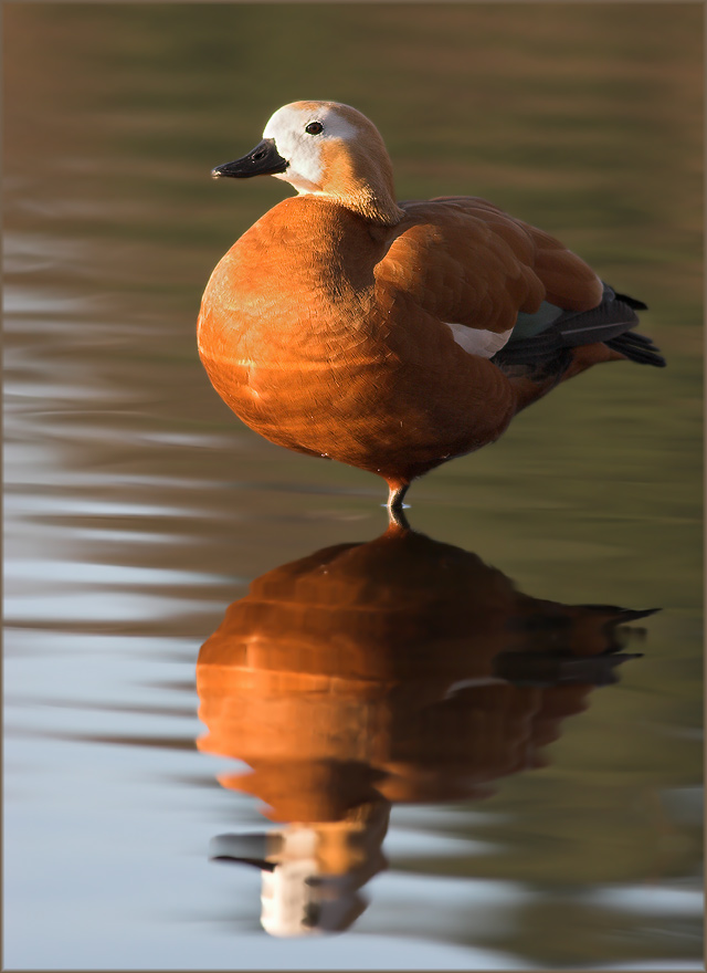 Ruddy Shelduck