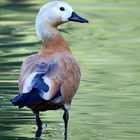 Ruddy Shelduck (immature)