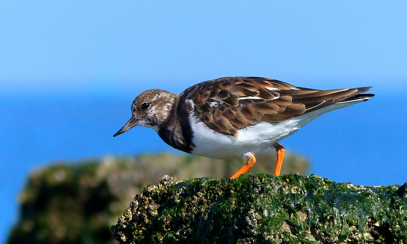 Ruddy Turnstone