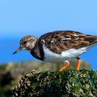 Ruddy Turnstone