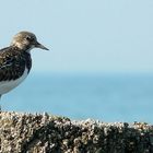 Ruddy Turnstone