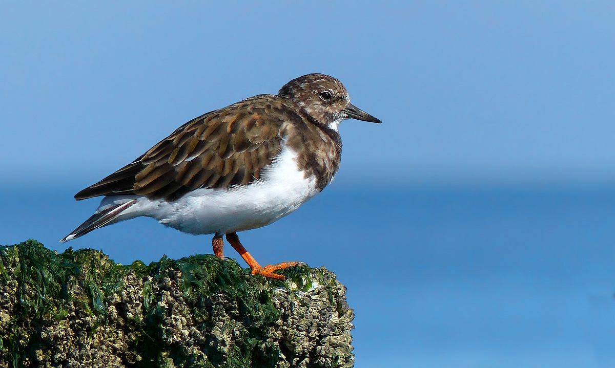 Ruddy Turnstone