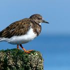 Ruddy Turnstone