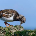 Ruddy Turnstone