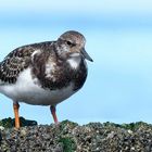 Ruddy Turnstone