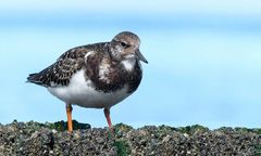 Ruddy Turnstone