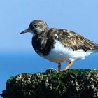 Ruddy Turnstone 