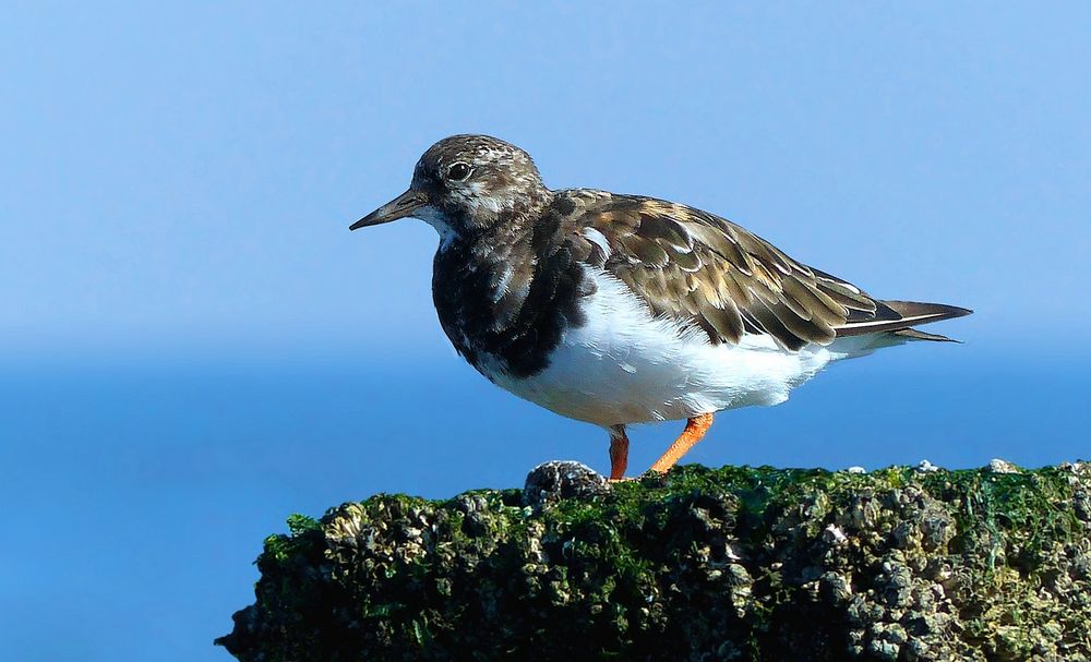 Ruddy Turnstone 