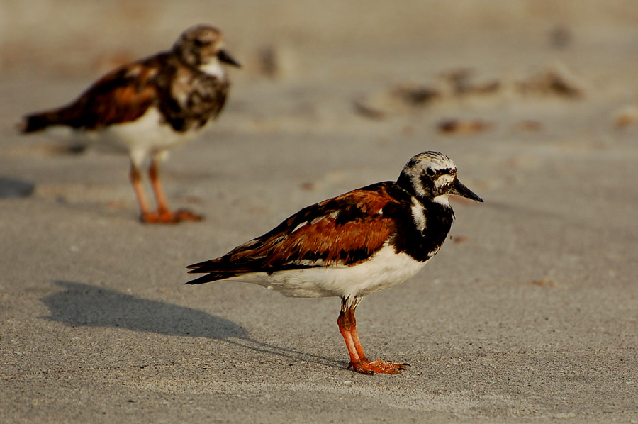 Ruddy Turnstone ...