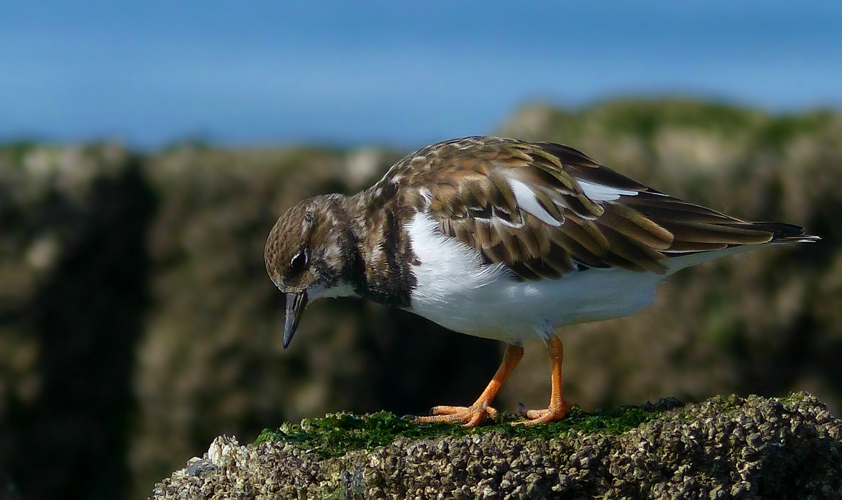 Ruddy Turnstone 