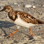 Ruddy Turnstone - Arenaria interpres