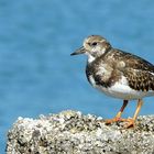 Ruddy Turnstone