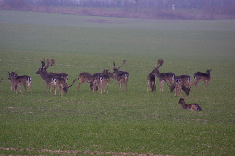 Rudel Damhirsche in freier Wildbahn