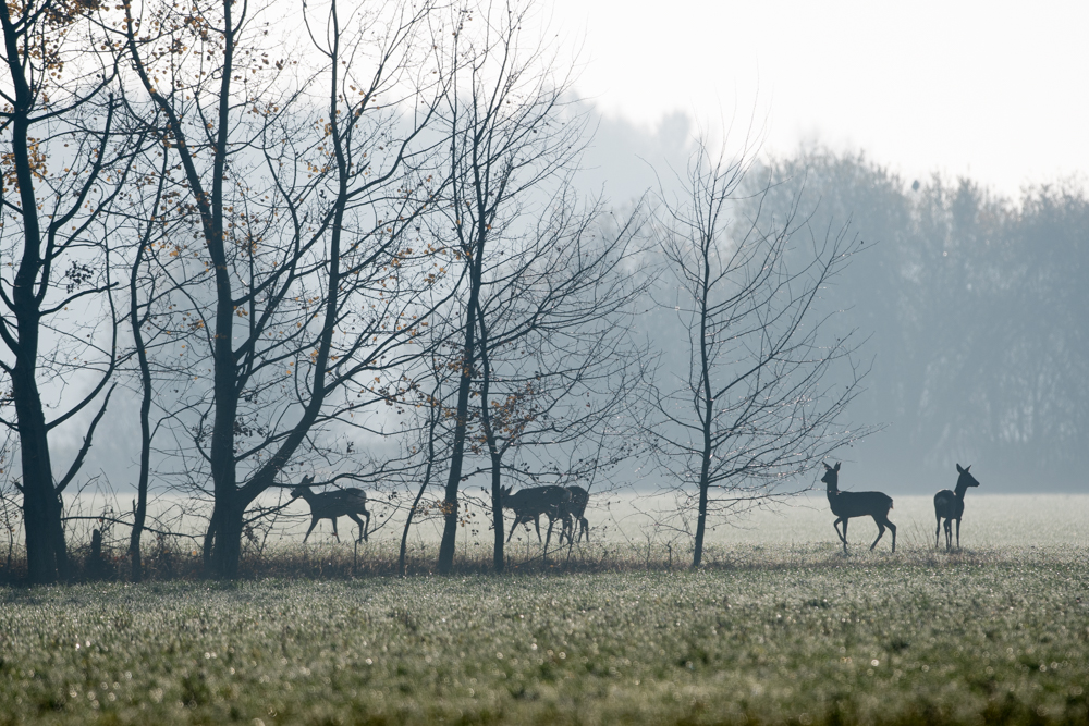 Rudel im Morgenlicht.