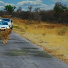 Rudel Löwen auf der warmen Teerstrasse Ausfahrt zum Namutoni