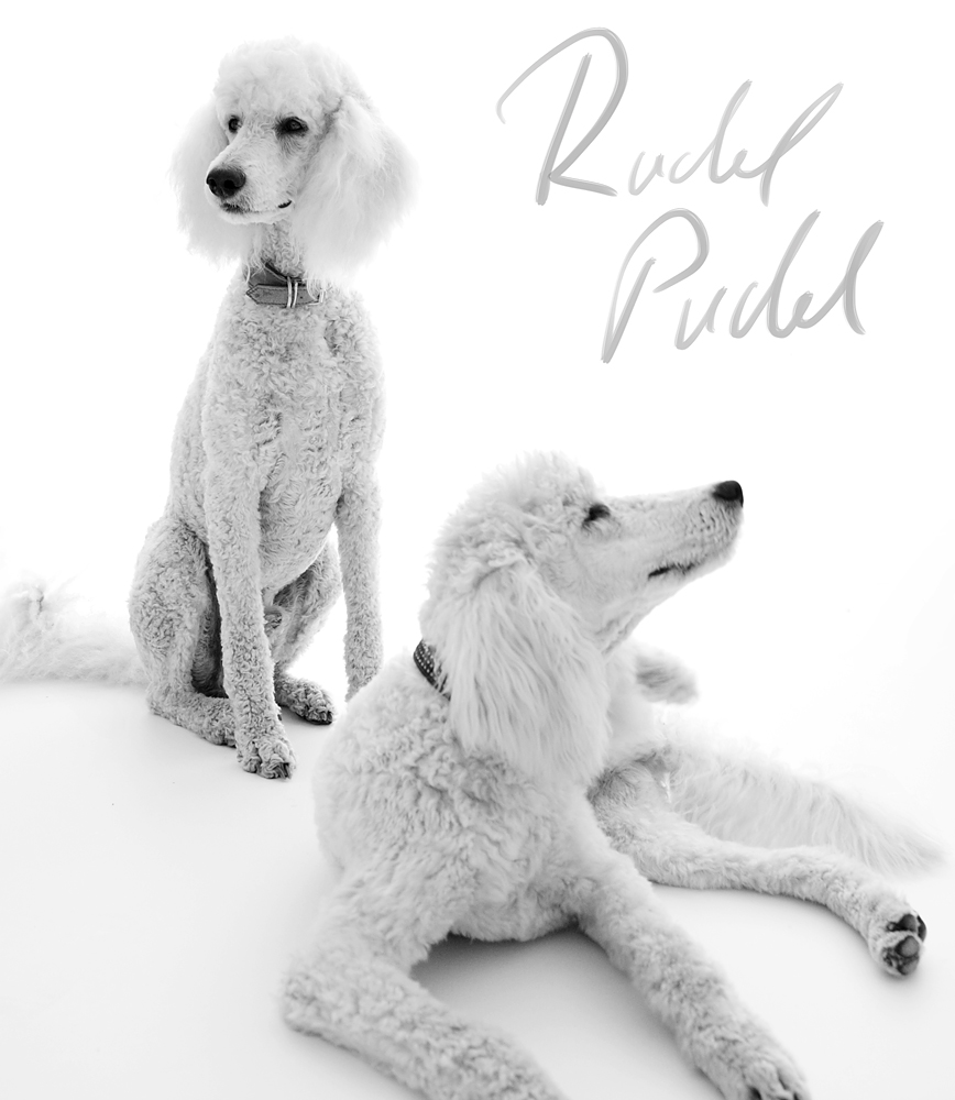 Rudel Pudel