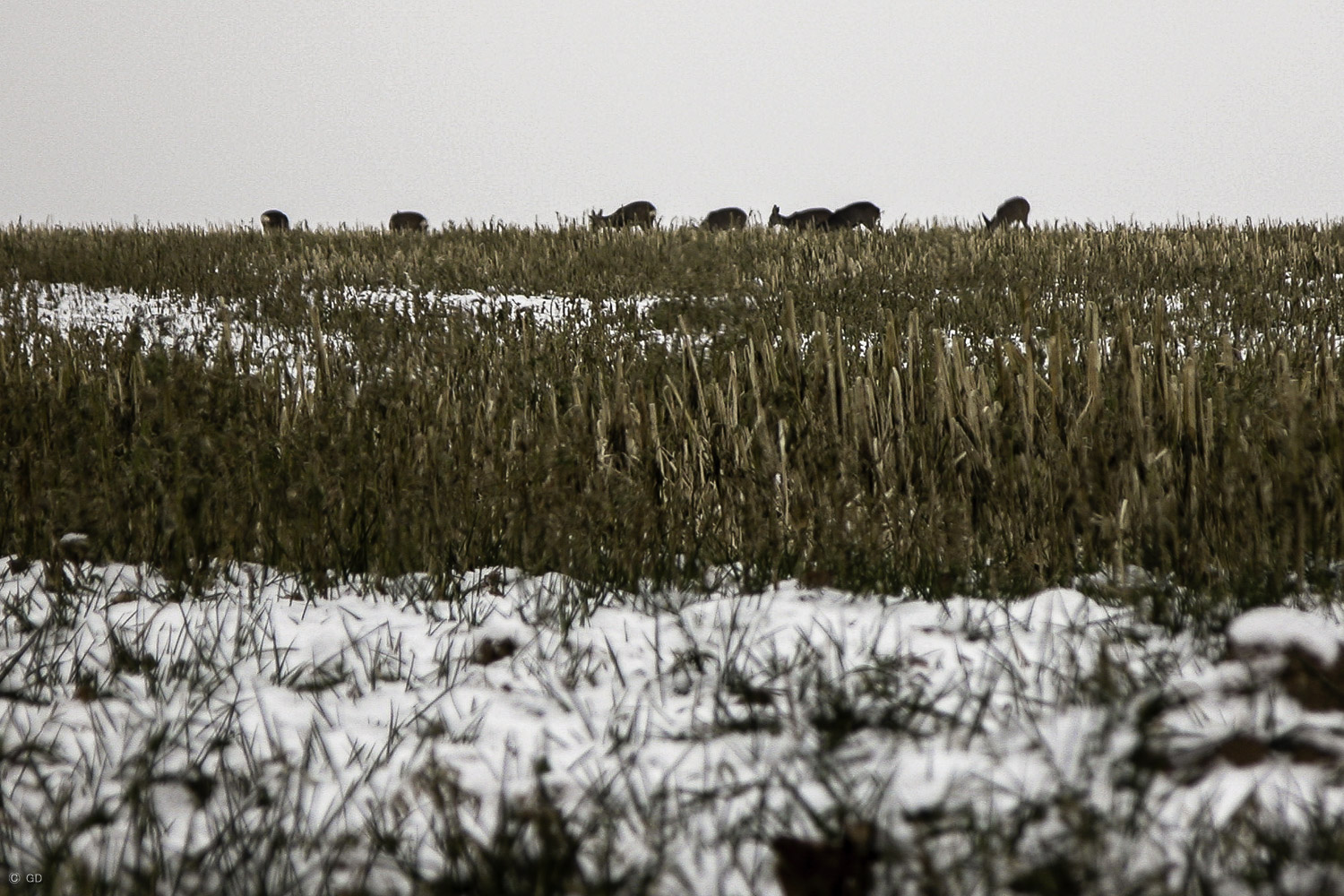 Rudel Rehe auf Maisbrache