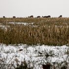 Rudel Rehe auf Maisbrache