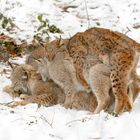 Rudelbumsen im Luchs-Gehege...