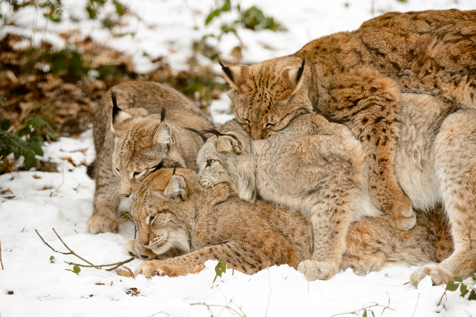 Rudelbumsen im Luchs-Gehege (2)...