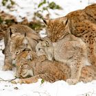 Rudelbumsen im Luchs-Gehege (2)...