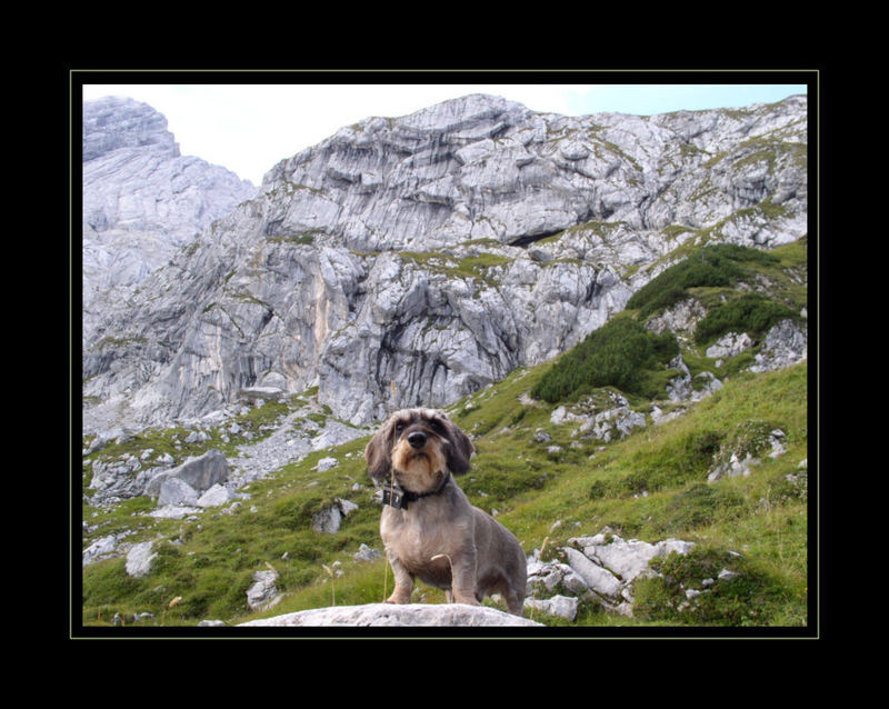 Rudelführer am Alpenrand