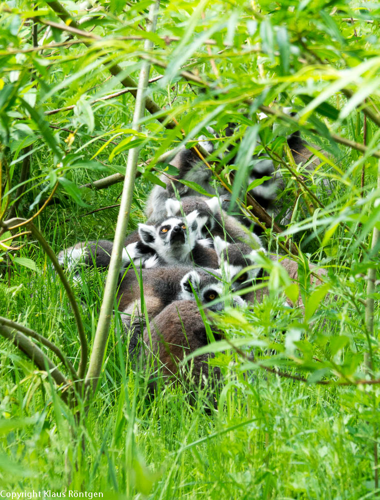 Rudelkuscheln...