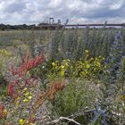 Ruderalvegetation auf der Mercatorinsel