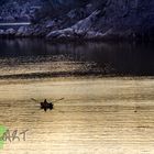 Ruderboot im morgendlichen Fjord