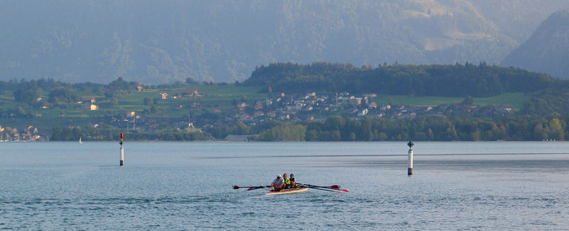 Ruderer auf dem Thuner see