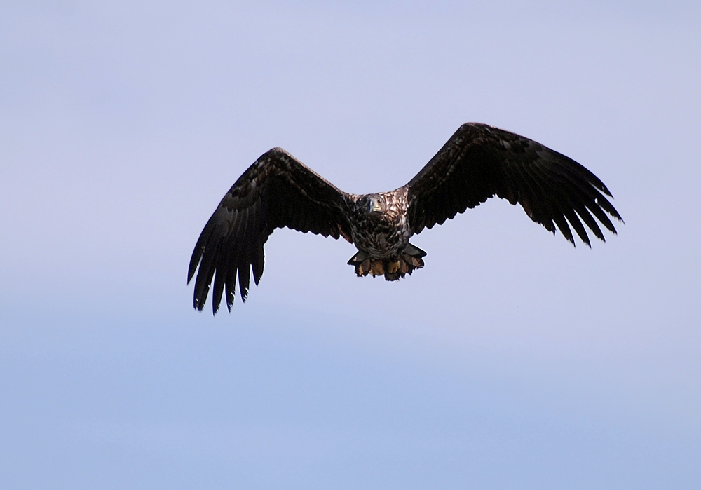 Ruderflug