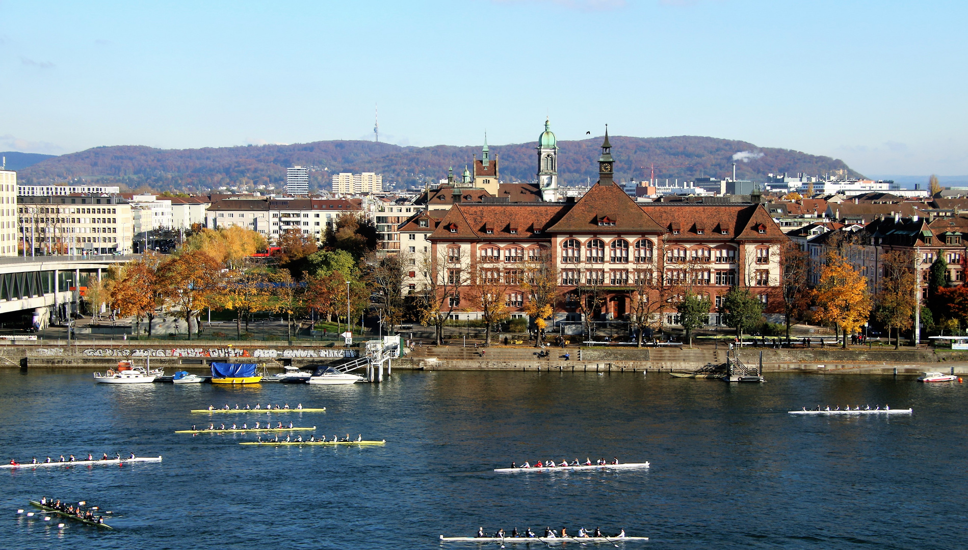 Ruderregatta auf dem Rhein