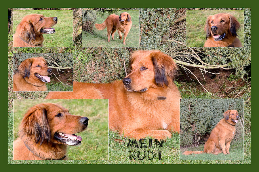 RUDI 2