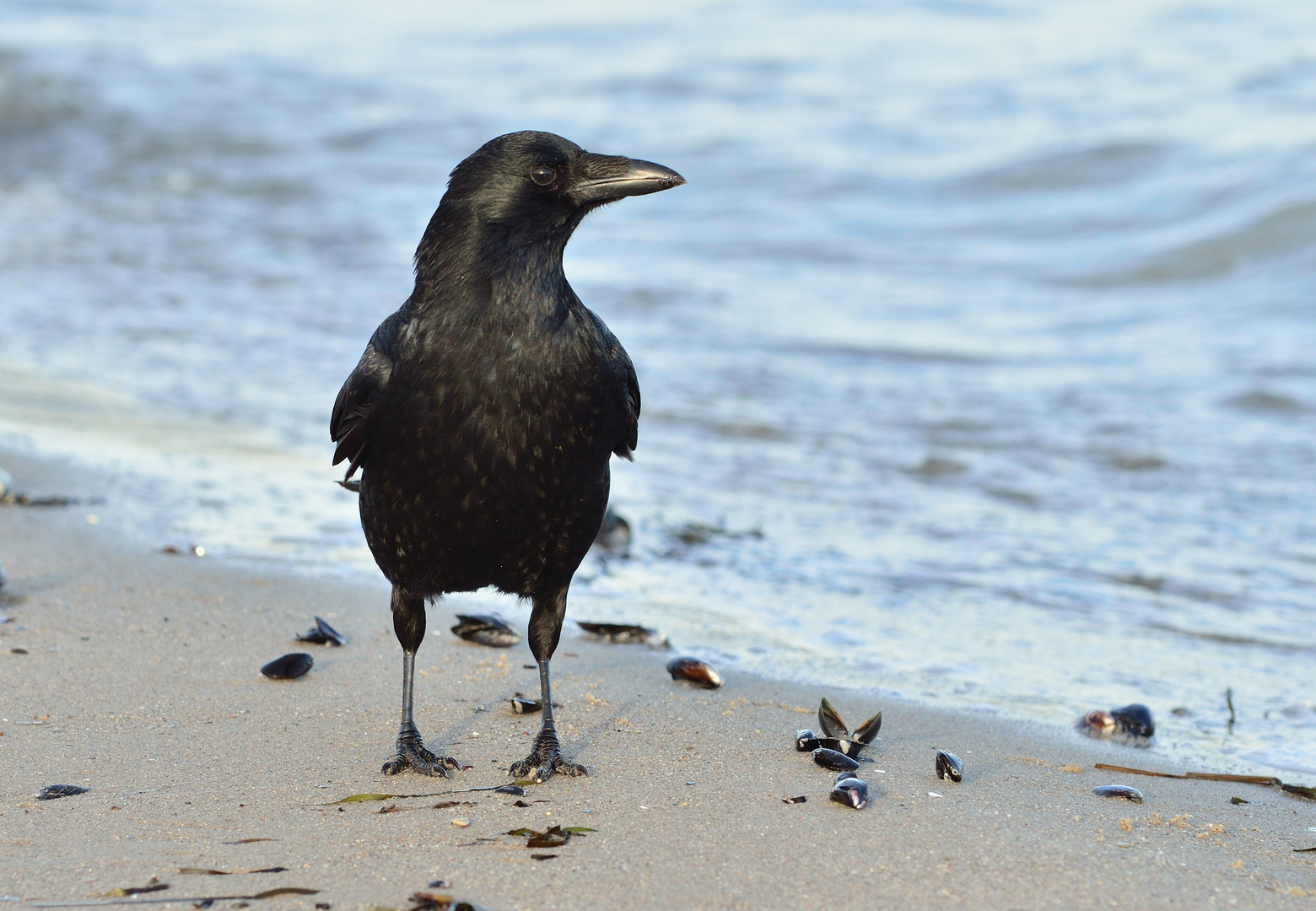 " Rudi " am Strand...