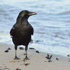 " Rudi " am Strand...