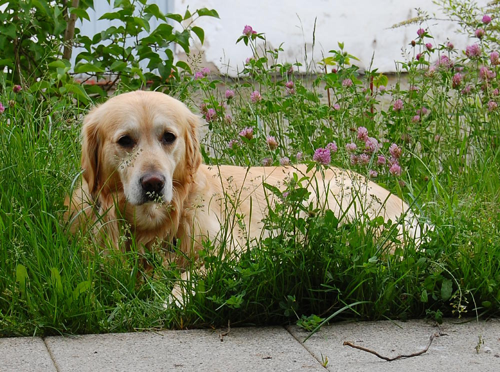 Rudi auf der Terasse