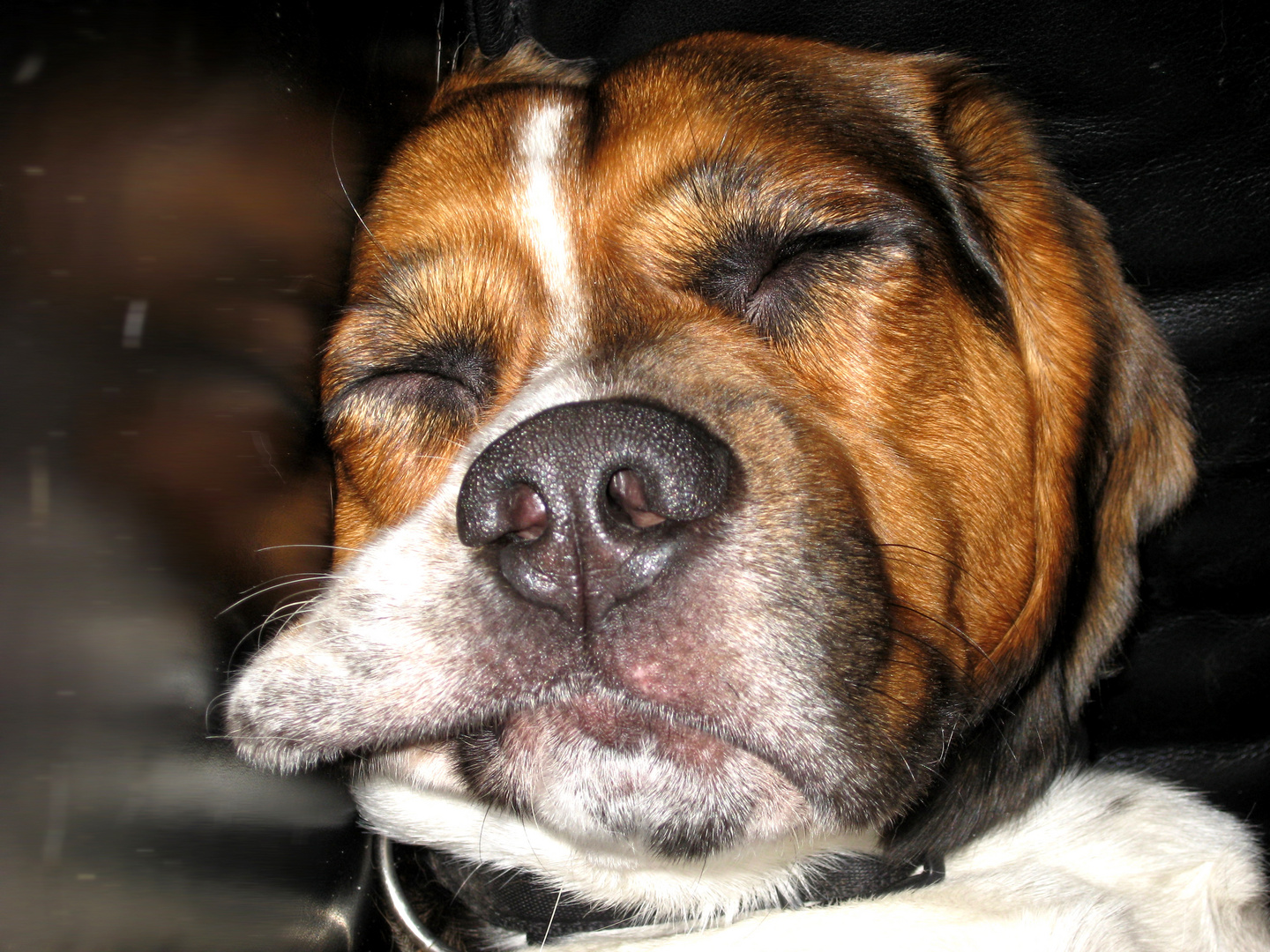 Rudi der Beagle
