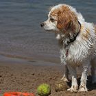 Rudi, der Spielzeugsammler