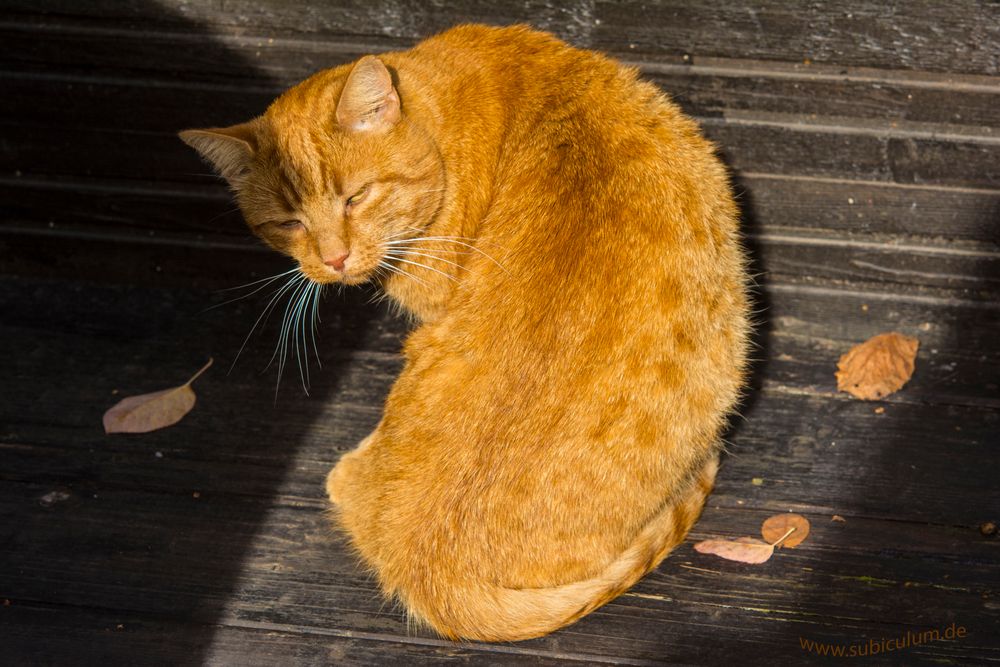 Rudi die Herbstkatze