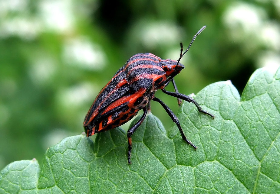 Rudi, die kleine STREIFENWANZE, 1cm