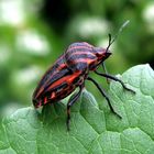 Rudi, die kleine STREIFENWANZE, 1cm