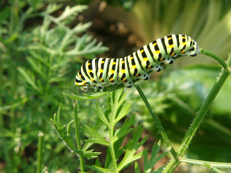 Rudi die Raupe in Adelheids Garten